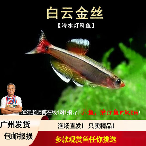 白云金丝鱼斑马鱼冷水鱼灯鱼小型鱼原生鱼红尾灯科鱼不加温观赏鱼
