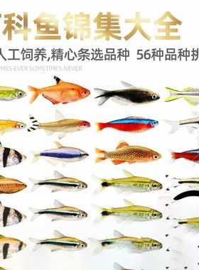 灯科鱼集锦红绿灯鱼灯科鱼三角灯鱼小型热带观赏鱼淡水鱼宠物活体