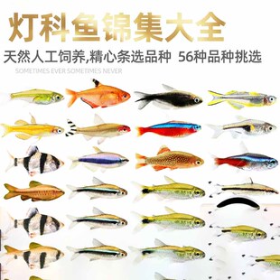 灯科鱼集锦红绿灯鱼灯科鱼三角灯鱼小型热带观赏鱼淡水鱼宠物活体