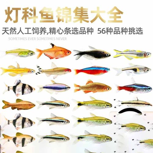 灯科鱼集锦红绿灯鱼灯科鱼三角灯鱼小型热带观赏鱼淡水鱼宠物活体