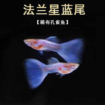 天空蓝孔雀鱼活鱼观赏鱼