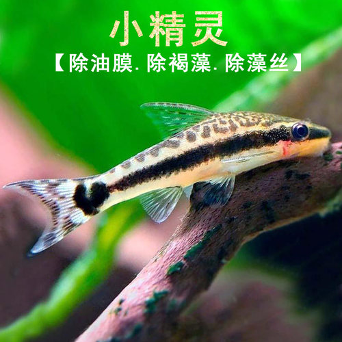 除藻小精灵水草缸刮青苔