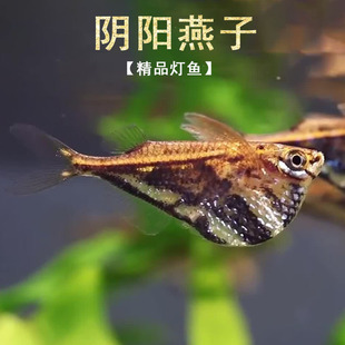 阴阳斧头燕子鱼小型热带观赏云石斧头巨型月光斧头银燕鱼淡水活体