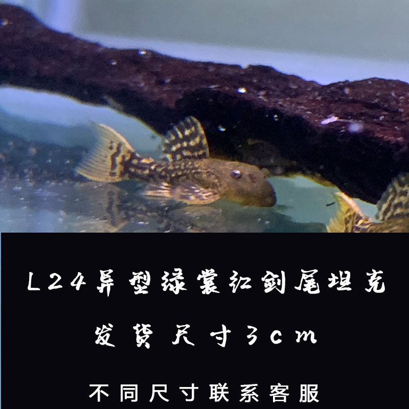 L600异型鱼素材模板 L600异型鱼图片下载 小麦优选