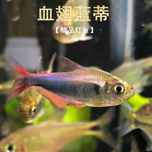 红尾帝王蓝灯血赤帝王兰灯蓝帝王灯血翅帝王蓝灯小型活体群游灯鱼