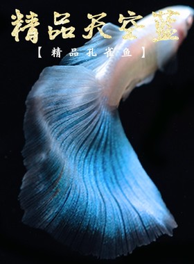 纯种日本观赏孔雀鱼天空蓝缎带大尾大C 热带淡水小型凤尾胎生鱼