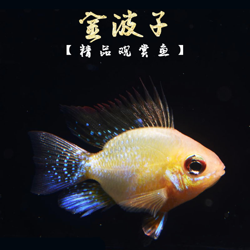 淡水草缸活体小型观赏鱼