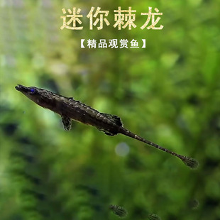 迷你棘龙鱼热带淡水观赏鱼小型低栖鱼水草鱼缸可爱迷你海龙鱼活体