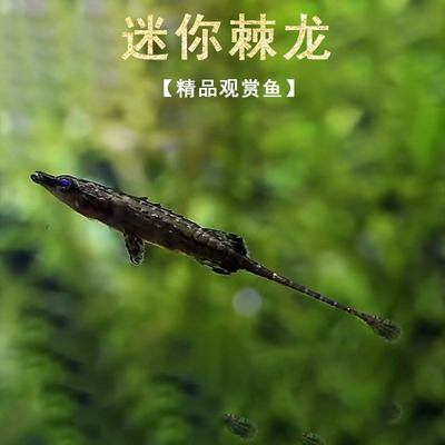 迷你棘龙鱼热带淡水观赏鱼小型低栖鱼水草鱼缸可爱迷你海龙鱼活体