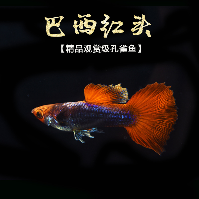 红头巴西 孔雀鱼 纯种孔雀鱼精品孔雀鱼怀孕母鱼 巴西