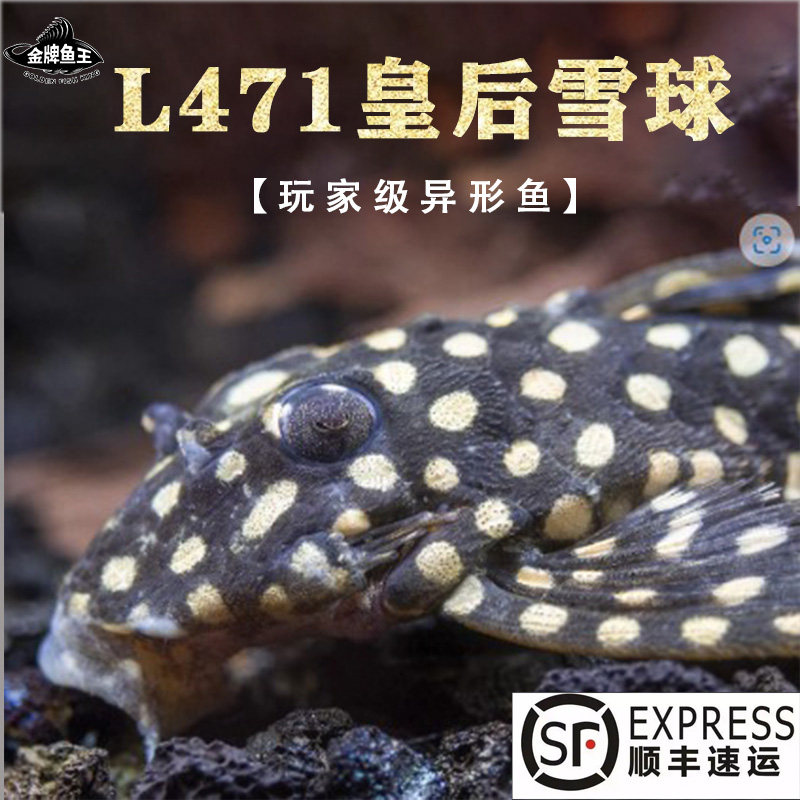 l471皇后雪球异形鱼南美热带鱼观赏鱼淡水底层鱼除藻工具鱼清道夫