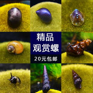 观赏螺斑马螺鲍鱼螺黑金刚螺蜜蜂角螺观赏螺 观赏螺活体观赏螺活