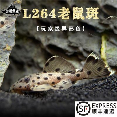 金牌鱼王清道夫热带鱼异形鱼