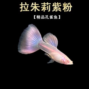 拉朱莉紫粉孔雀鱼精品水草缸公母鱼热带淡水观赏鱼