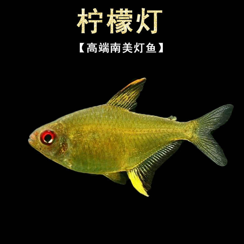 甜心柠檬公母灯科鱼淡水