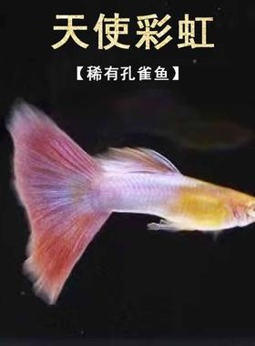 极光幻彩孔雀鱼天使彩虹金粉粉色系热带观赏鱼粉蓝色尾巴镭射光