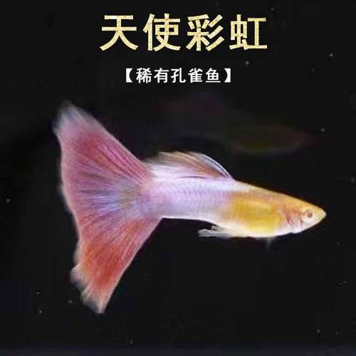 孔雀鱼纯种活体热带鱼小型鱼苗