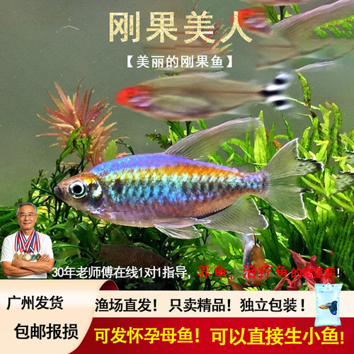 刚果美人石美人淡水草缸群游鱼