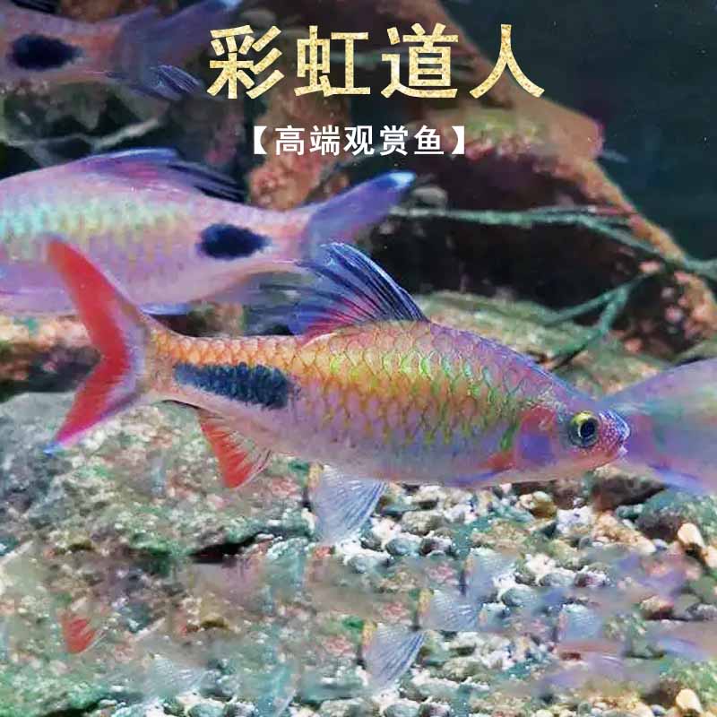 易养活体高扯鲫紫红彩虹道人鱼