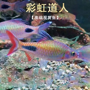 彩虹道人鱼热带鱼观赏群游鱼非洲刚果紫红两点鲫西高扯鲫易养活体