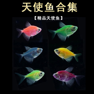 天使鱼天使拉拉观赏热带淡水小型活体易养懒人荧光鱼入门新手草缸