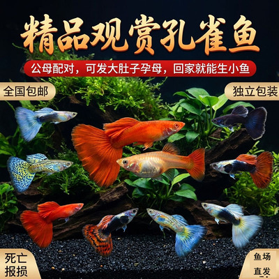 怀孕孔雀鱼精品鱼小型热带鱼淡水