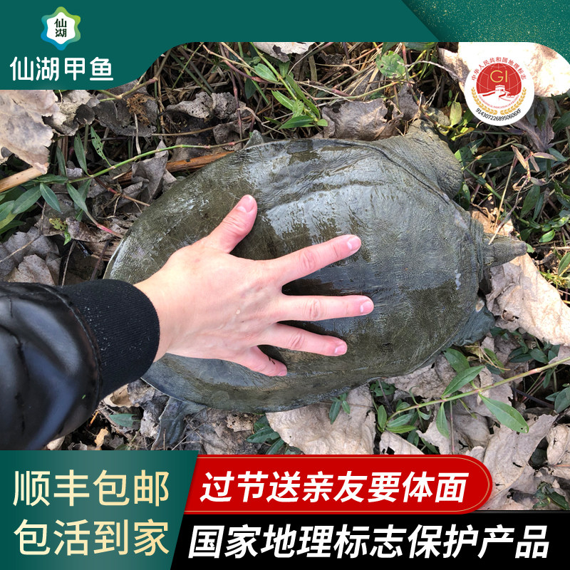 仙湖汉寿甲鱼10年仿野自然生长7斤5斤6斤鲜活中华鳖水鱼领导送礼,水产肉类/新鲜蔬果/熟食,甲鱼,淘宝优惠券,粉丝福利购,淘宝优惠卷