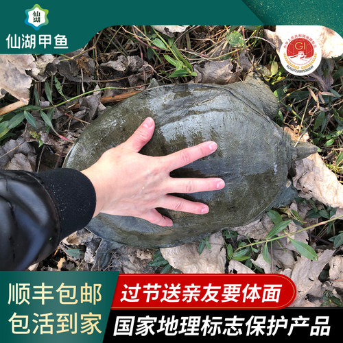 汉寿甲鱼中华鳖仙湖煲汤清蒸红烧