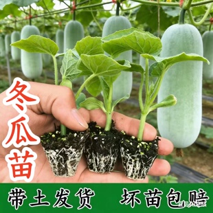 冬瓜苗大冬瓜苗老品种冬瓜苗黑皮大冬瓜苗粉皮冬瓜苗小冬瓜苗秧苗