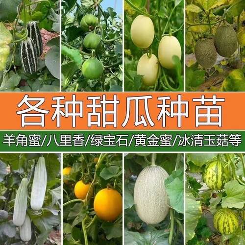 甜瓜苗秧羊角蜜苗冰糖子甜瓜绿宝
