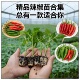 樟树港辣椒苗辣椒苗秧苗四季 辣椒苗线辣椒苗 小米辣椒苗高产四季