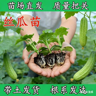 丝瓜苗蔬菜苗粉皮冬瓜苗肉丝瓜苗老品种苦瓜苗高产瓠子苗早熟秧苗
