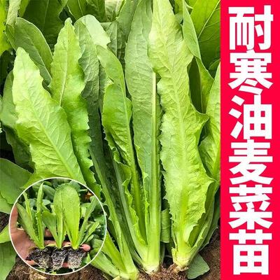 油麦菜苗老品种甜脆油麦菜苗带土