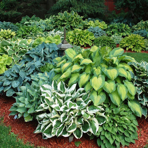 腾飞园艺进口玉簪金边花叶绿叶花卉庭院阳台多年生宿根花镜植物