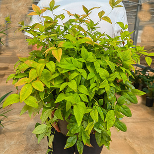 腾飞园艺 柠檬火焰南天竹新品暮光之城耐寒观叶植物盆栽庭院花镜