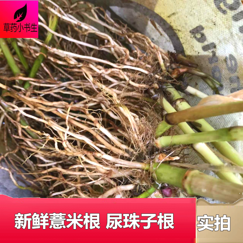 薏苡根四川植物食用农产品食物