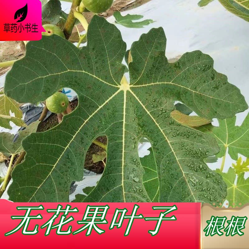 新鲜无花果叶 泡茶根根新货无花果叶子 500克包邮 无硫干叶中药材