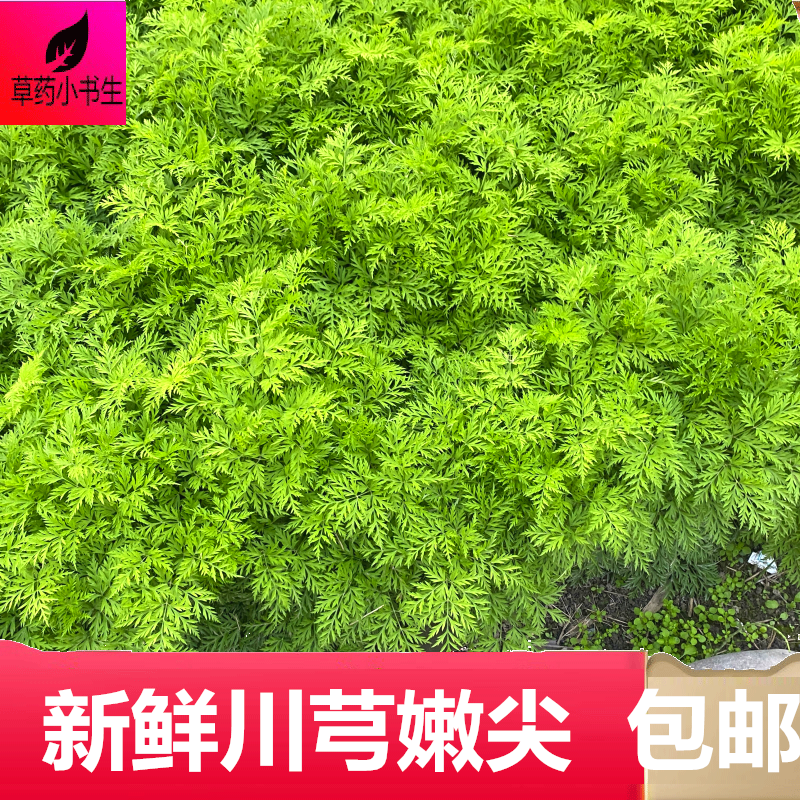 新鲜川芎叶子穿芎250克包邮嫩尖嫩叶子食用500克中草药材成都发货