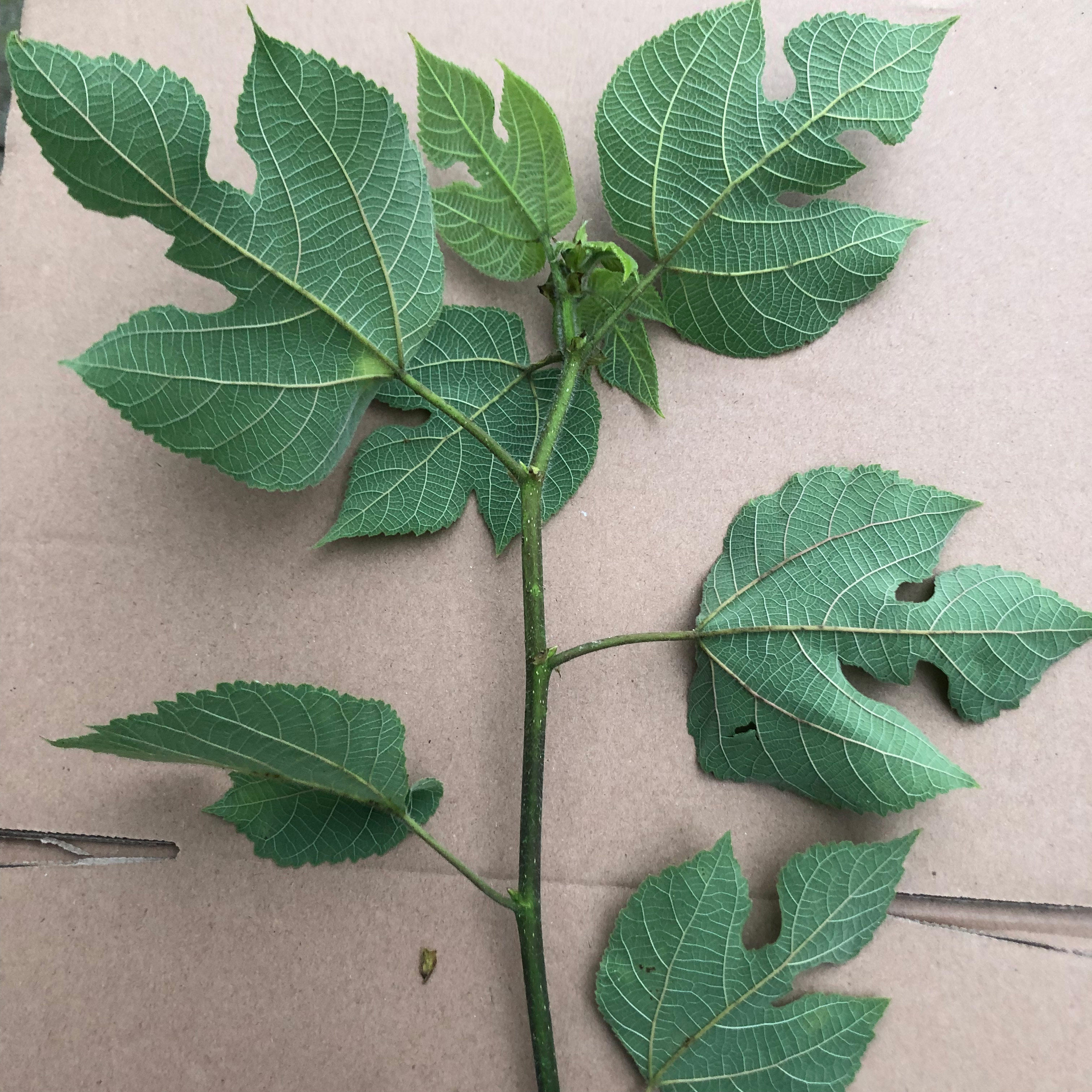 构树 枸树叶根根中药材新鲜农村材 楮桃树 楮实子皮肤桢洗澡 包邮