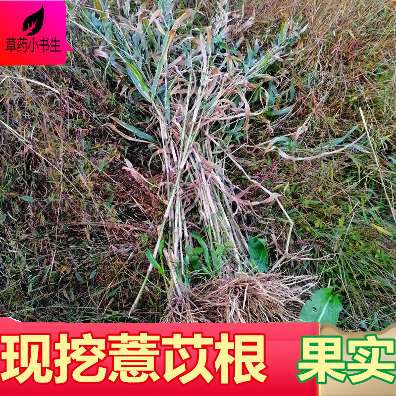 新鲜薏苡根500g打碗籽草尿珠子根 全草薏米根 黑色六谷五谷根泡茶