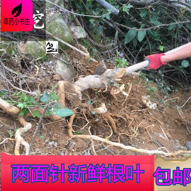 新鲜两面针全草根茎叶一斤双面刺入地金牛丁子草针刺草另有全根售