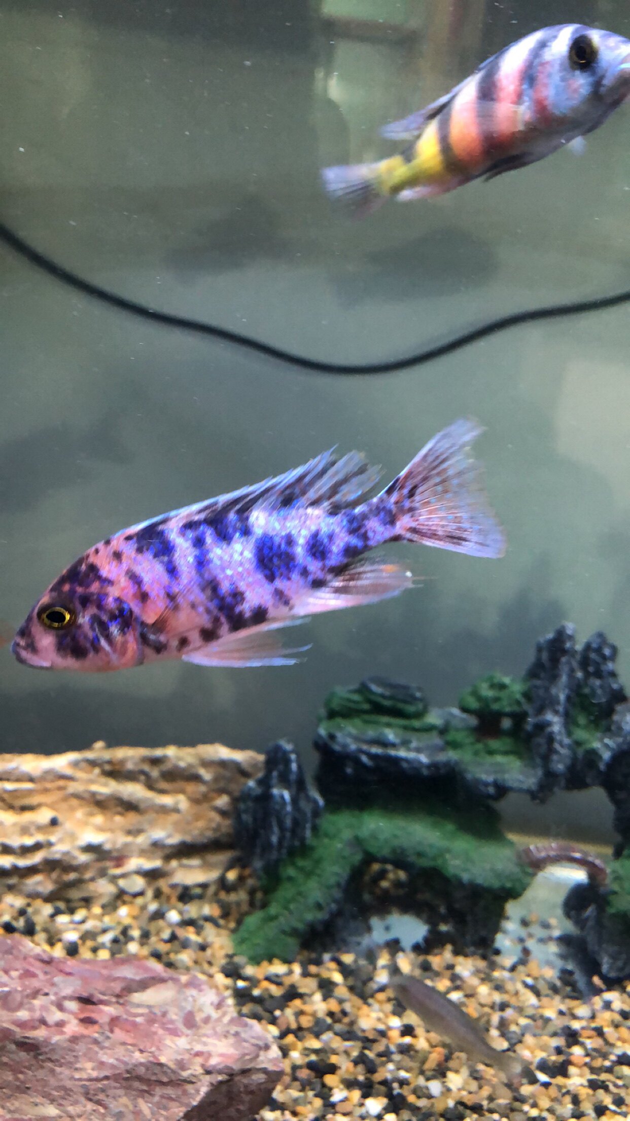 三湖慈鲷ob孔雀9-10cm