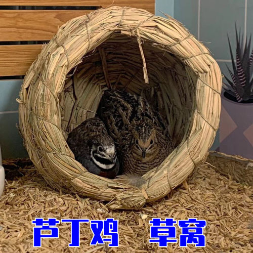 芦丁鸡草窝鹦鹉草窝鹌鹑蛋窝