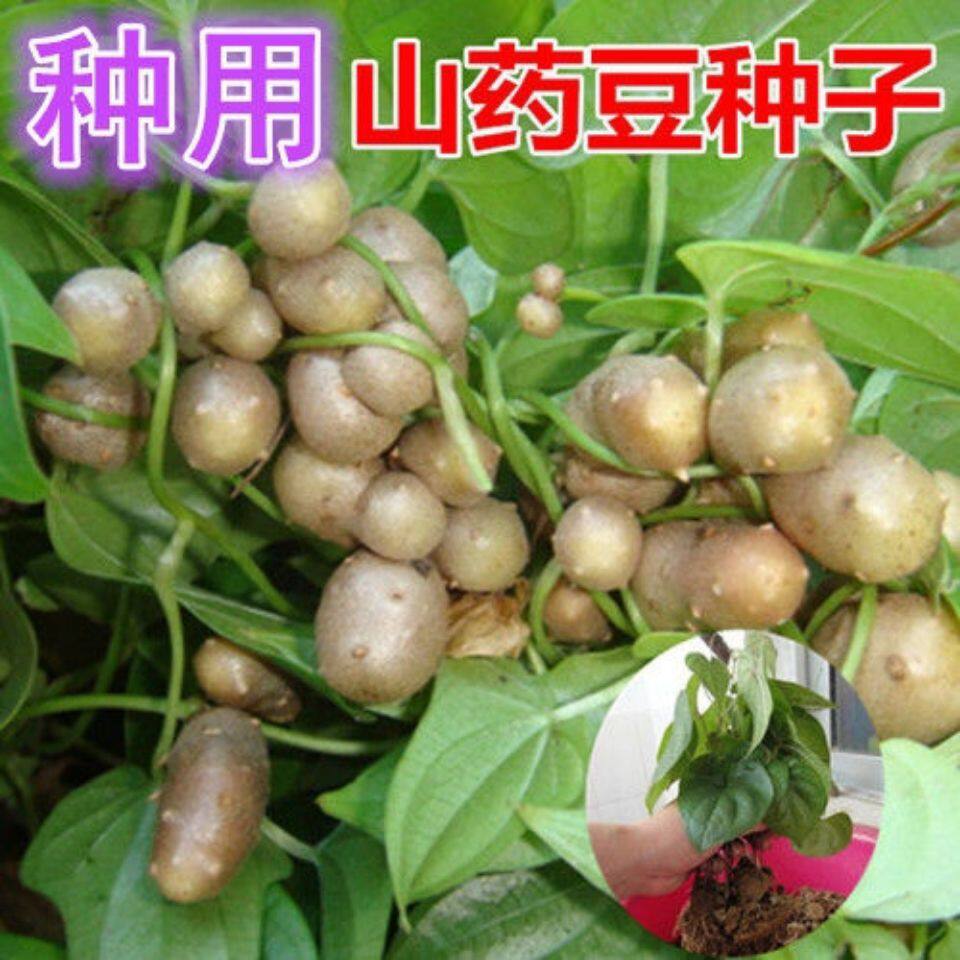 白玉山药豆种怀山药蛋淮山药种苗山药嘴子发芽铁棍山药豆育苗盆栽