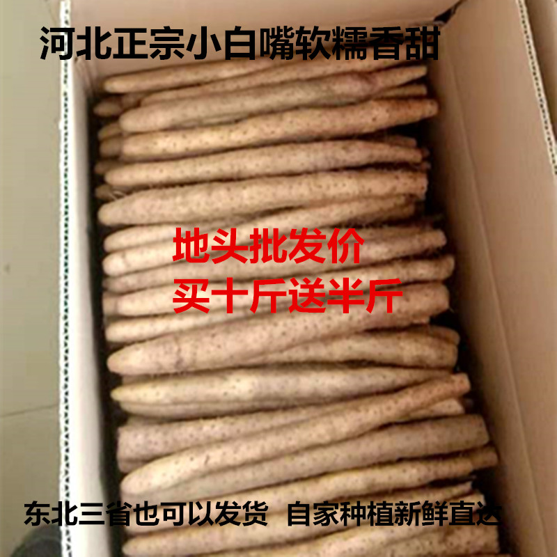 2025年新鲜正宗小白嘴河北铁棍麻山药白山药35-55公分实惠5斤包邮