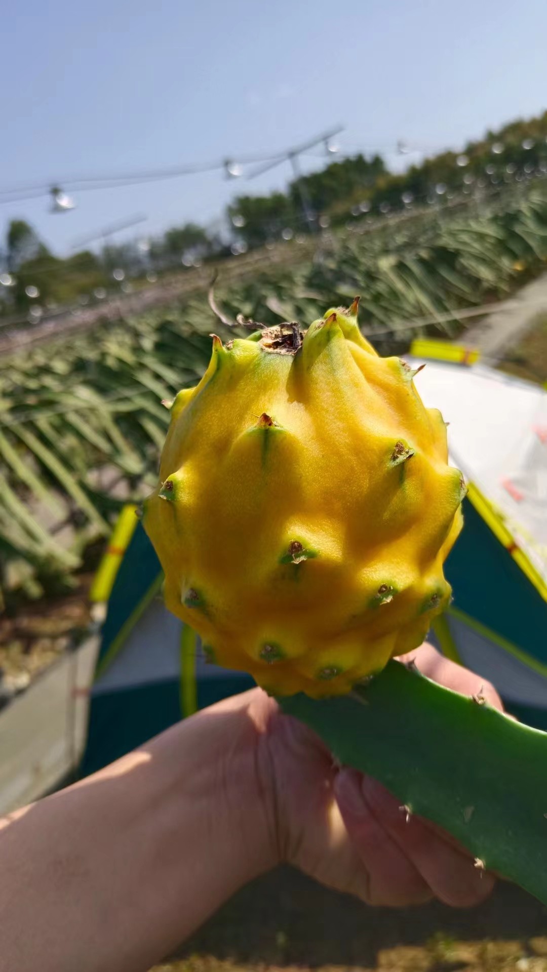 麒麟果嫁接苗黄燕窝果厄瓜多尔黄燕自粉有刺黄龙果嫁接苗适合盆栽