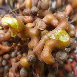 秦岭拐枣野生大果半干旬阳新鲜枳椇子泡酒生吃鸡爪梨万寿果万字果