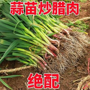 陕西新鲜紫皮蒜苗现挖红皮青蒜苗红根蒜苗本地蒜苗子新鲜蔬菜包邮