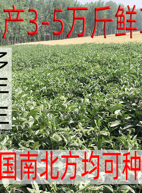 多年生高产牧草种子俄菜种根俄罗斯饲料菜种根聚合草猪牛羊兔鹅鱼