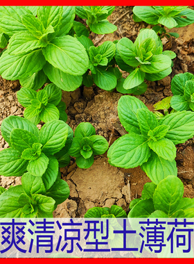 冰爽清凉可食用土薄荷幼苗新鲜现挖土薄荷苗根阳台窗台水培绿植苗